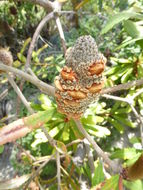 Image of Banksia oblongifolia Cav.