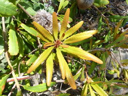 Image of Banksia oblongifolia Cav.