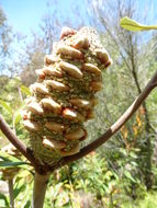 Image of Banksia oblongifolia Cav.