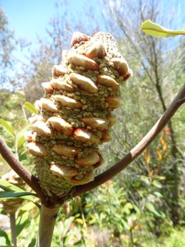 Image of Banksia oblongifolia Cav.