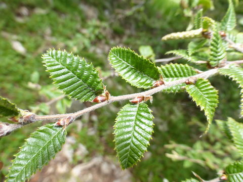 Image of Betula potaninii Batalin