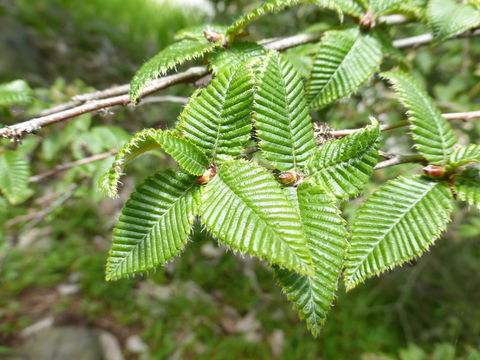 Image of Betula potaninii Batalin