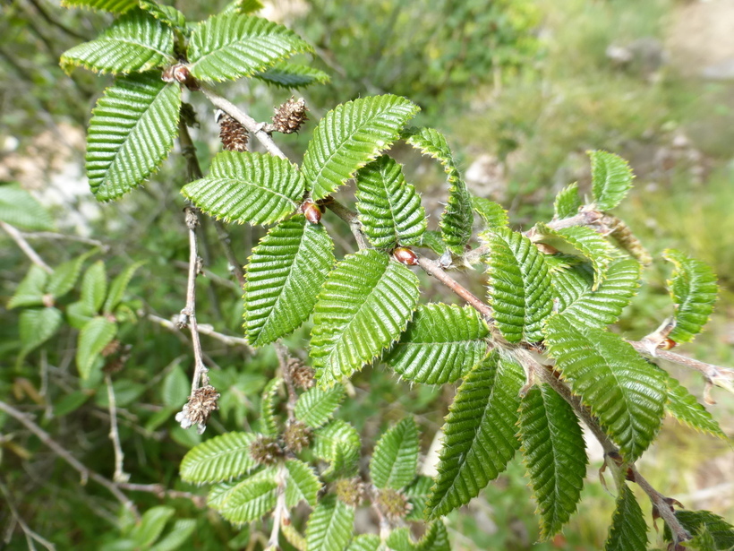 Image of Betula potaninii Batalin