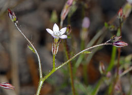 Image of transmontane gilia