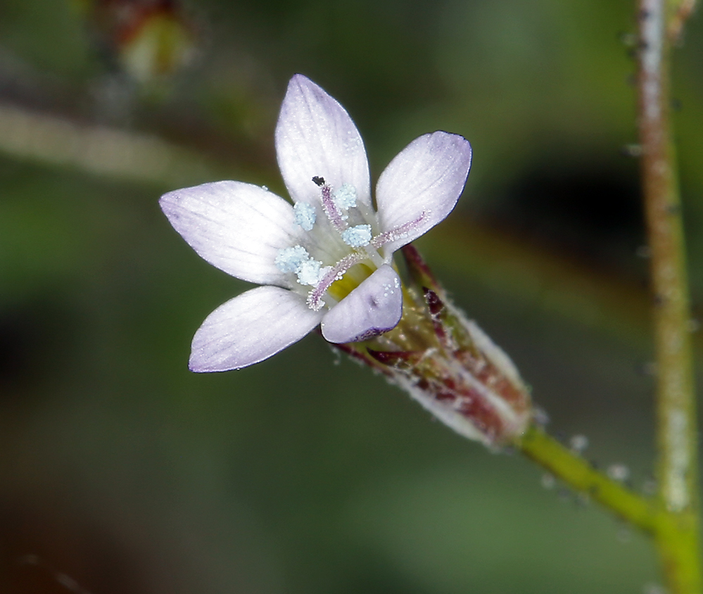 Image of transmontane gilia