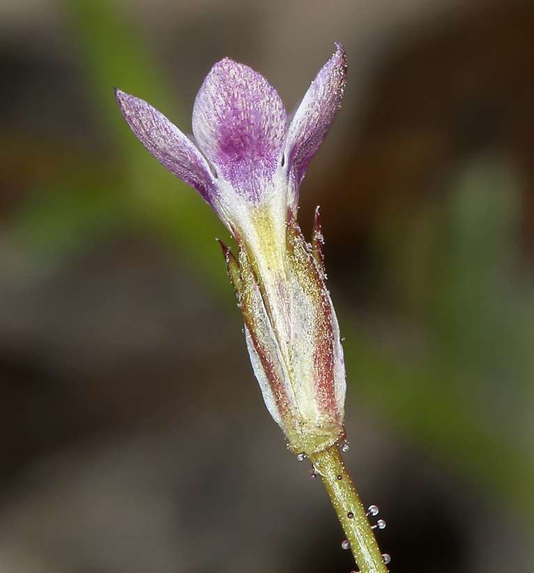 Image of transmontane gilia