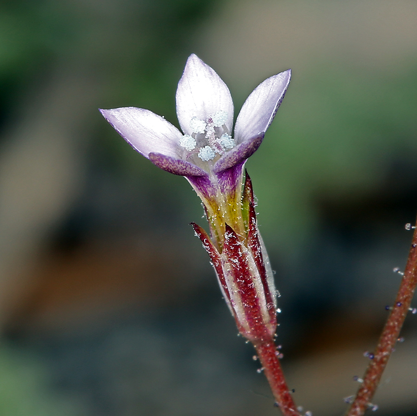 Image of transmontane gilia