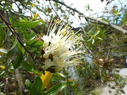 Image of Cantua flexuosa (Ruiz & Pav.) Persoon