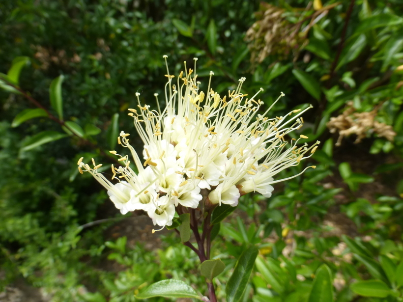 Image of Cantua flexuosa (Ruiz & Pav.) Persoon