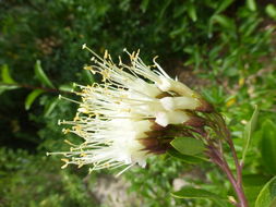 Image of Cantua flexuosa (Ruiz & Pav.) Persoon