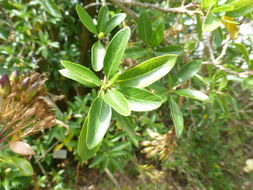 Image of Cantua flexuosa (Ruiz & Pav.) Persoon