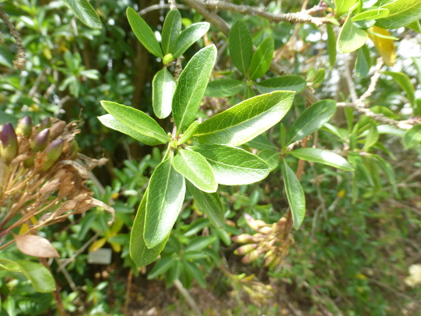 Plancia ëd Cantua flexuosa (Ruiz & Pav.) Persoon