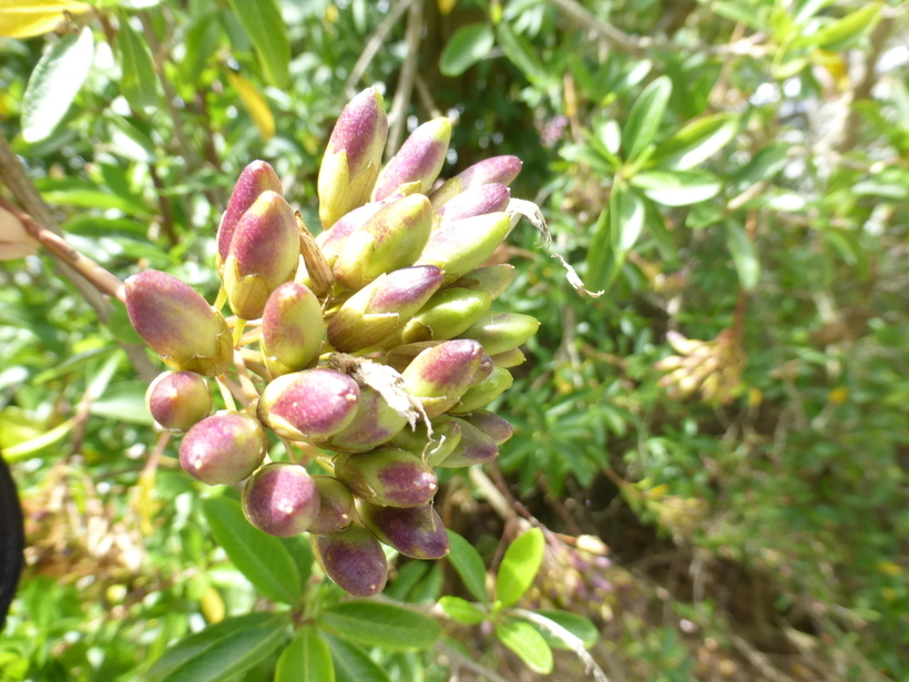 Image of Cantua flexuosa (Ruiz & Pav.) Persoon