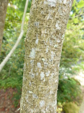 Image of Desmodium elegans DC.