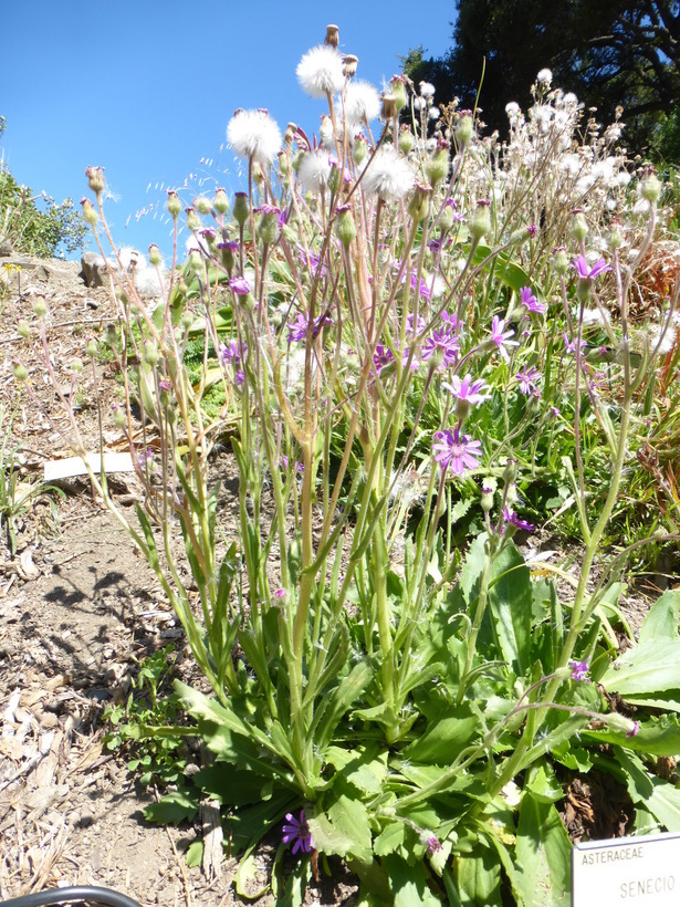 Image of Senecio macrocephalus DC.