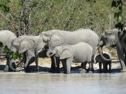 Image of African bush elephant