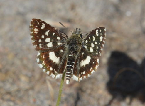 Image de Spialia dromus Plötz 1884