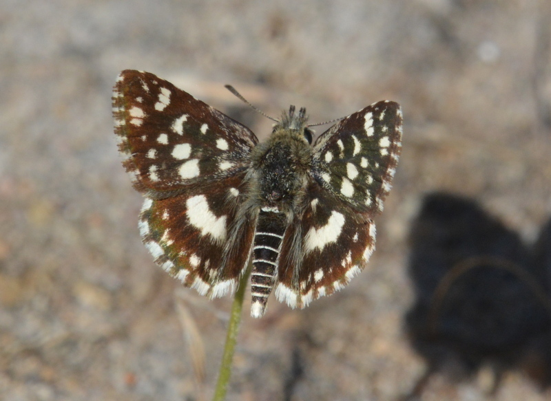 Image of Spialia dromus Plötz 1884