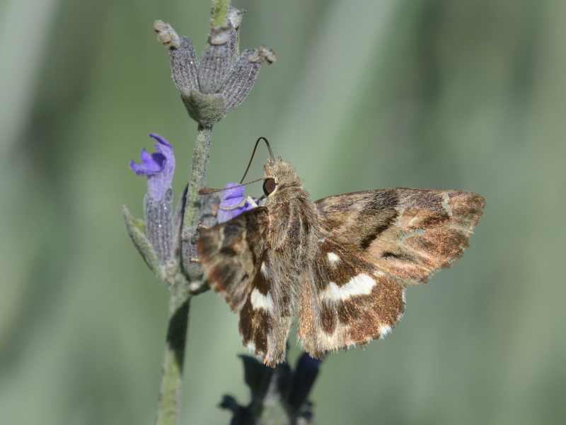 Image of African Mallow Skipper