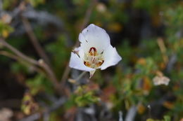 Image of Dunn's mariposa lily