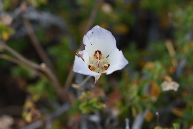 Слика од Calochortus dunnii Purdy