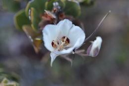 Image of Dunn's mariposa lily