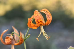 Lilium humboldtii subsp. ocellatum (Kellogg) Thorne resmi