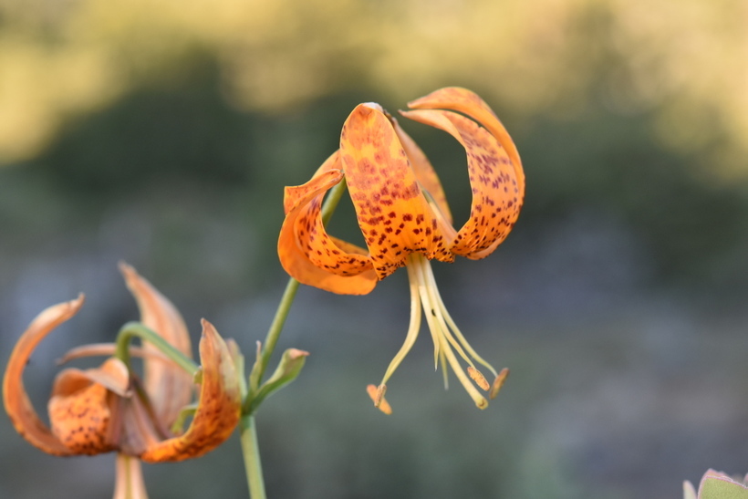 Lilium humboldtii subsp. ocellatum (Kellogg) Thorne resmi