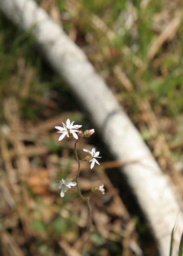 Imagem de Lithophragma glabrum Nutt. ex Torr. & Gray