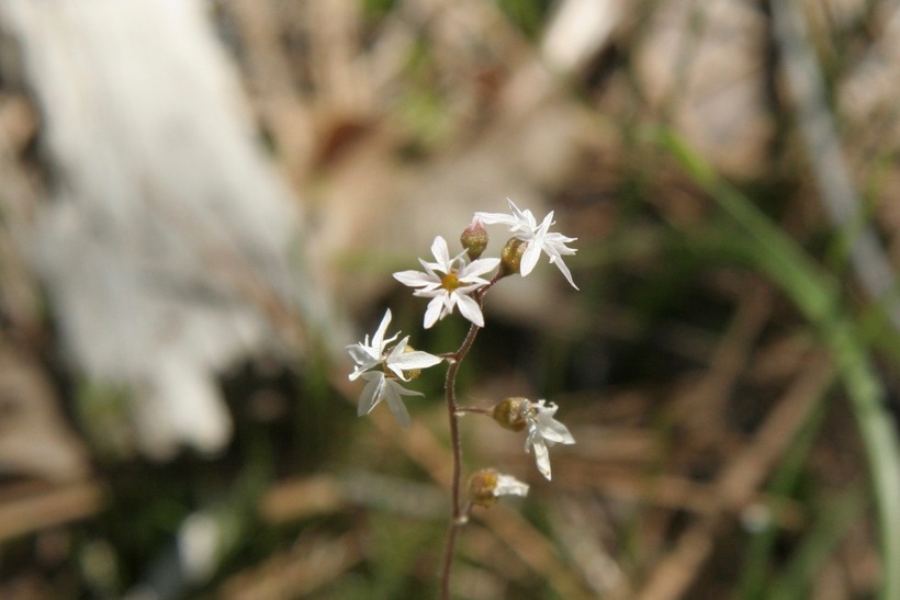 Imagem de Lithophragma glabrum Nutt. ex Torr. & Gray