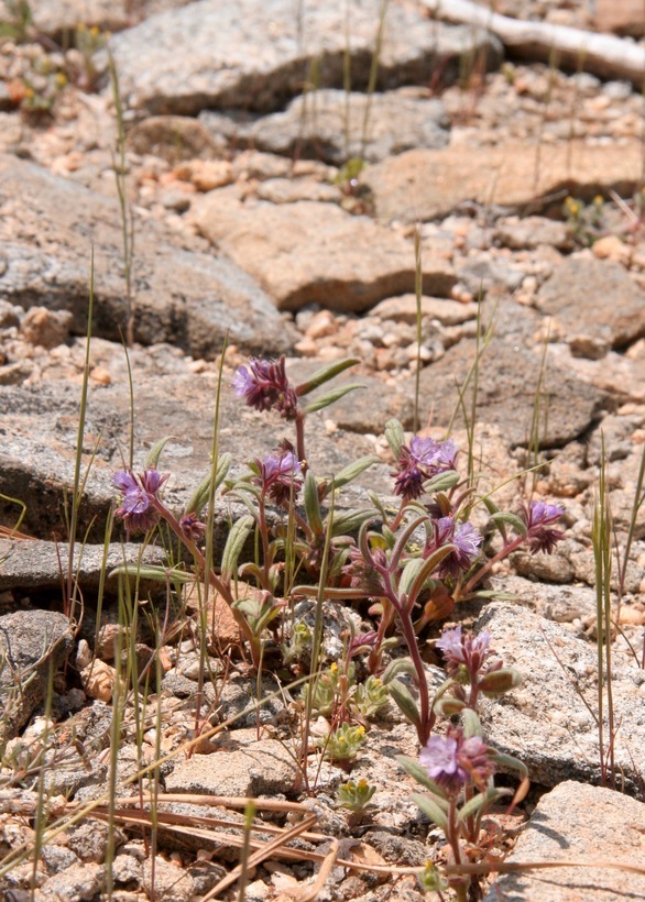 Image of Quick's phacelia