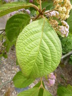 Image of Callicarpa pilosissima Maxim.