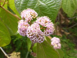 Image of Callicarpa pilosissima Maxim.