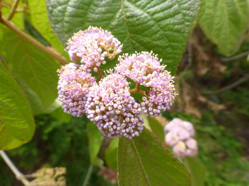 صورة Callicarpa pilosissima Maxim.