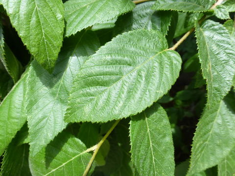 Image of eastern hophornbeam