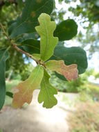Image of gray oak