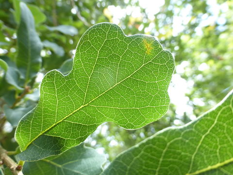 Image of gray oak