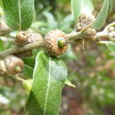 Image of Quercus saltillensis Trel.