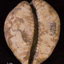 Image of <i>Cypraea saltoensis</i>