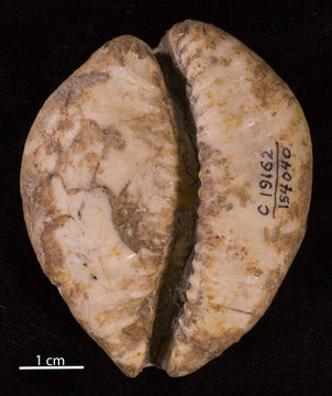 Image of <i>Cypraea saltoensis</i>