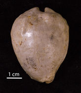 Image of <i>Muracypraea isthmica</i>