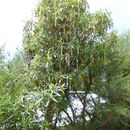 Image of Escallonia herrerae Mattf.