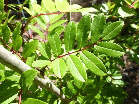 Plancia ëd Sorbus microphylla (Wall. ex J. D. Hooker) Wenzig
