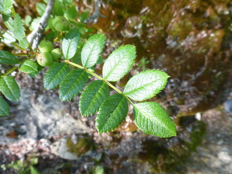 Plancia ëd Sorbus reducta Diels