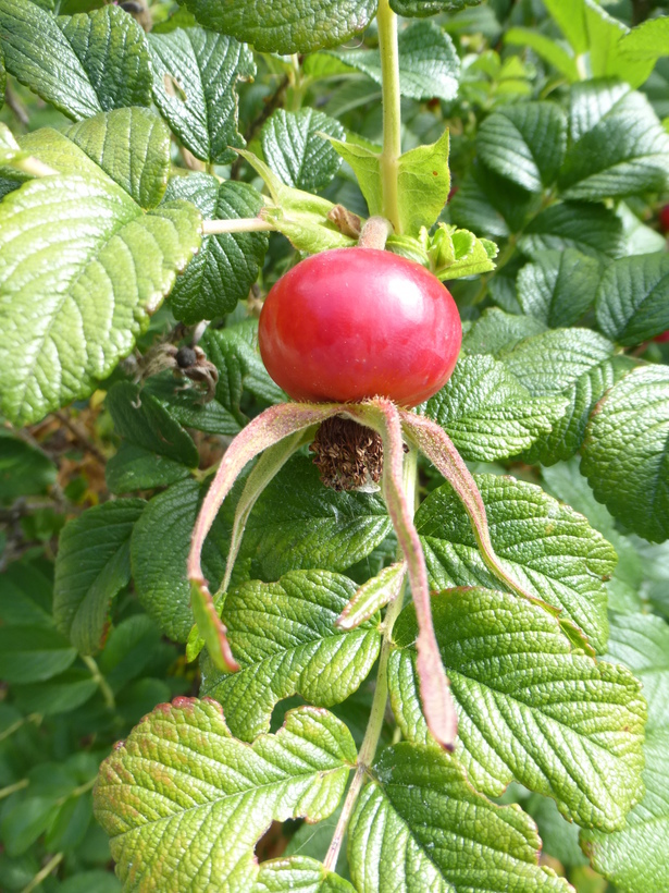 Слика од Rosa rugosa Thunb.