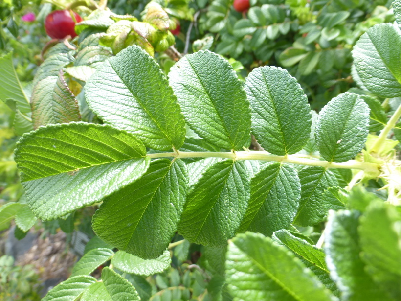 Слика од Rosa rugosa Thunb.