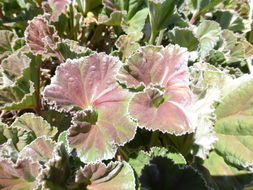 Image of Pelargonium reniforme (Andr.) Curt.