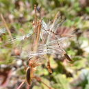 Image of Pelargonium reniforme (Andr.) Curt.