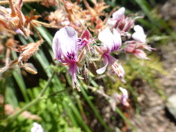 Слика од Pelargonium capitatum (L.) L'Her.