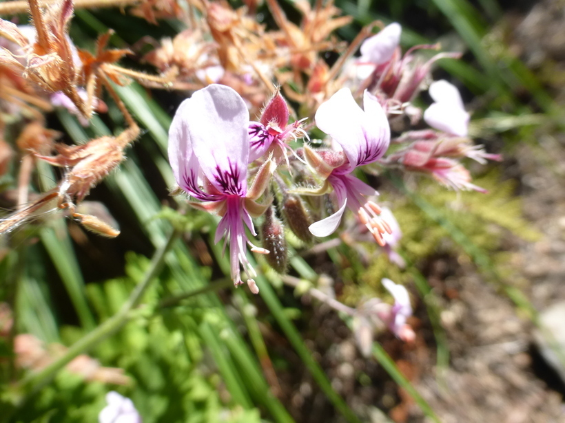 Слика од Pelargonium capitatum (L.) L'Her.